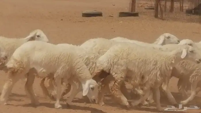 رخال حريات حرش مقنوي جنب دفع مراح 49