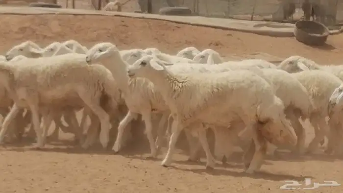رخال حريات حرش مقنوي جنب دفع مراح 22