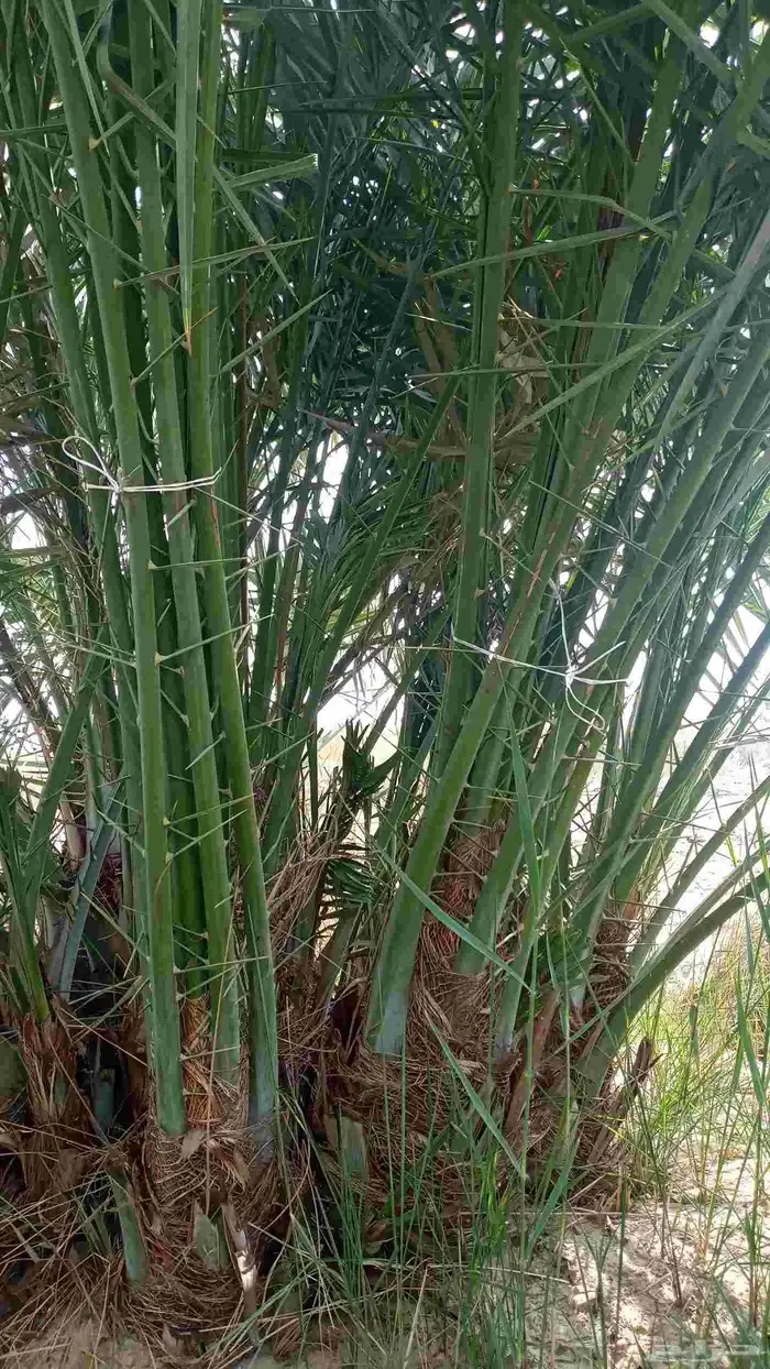 فسائل نخيل خلاص 2