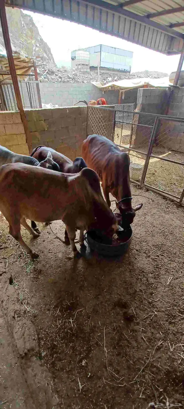 حسلان للبيع 3