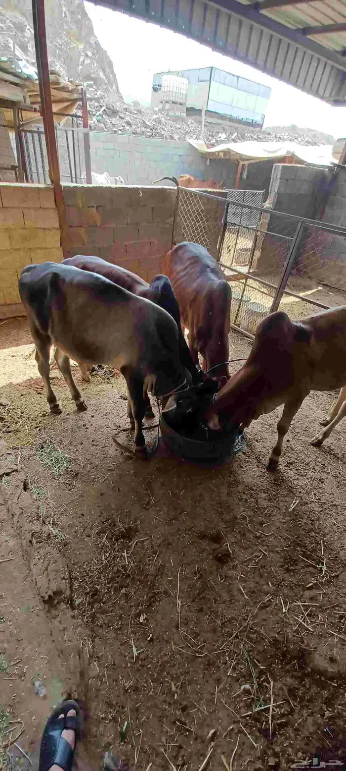 حسلان للبيع 5