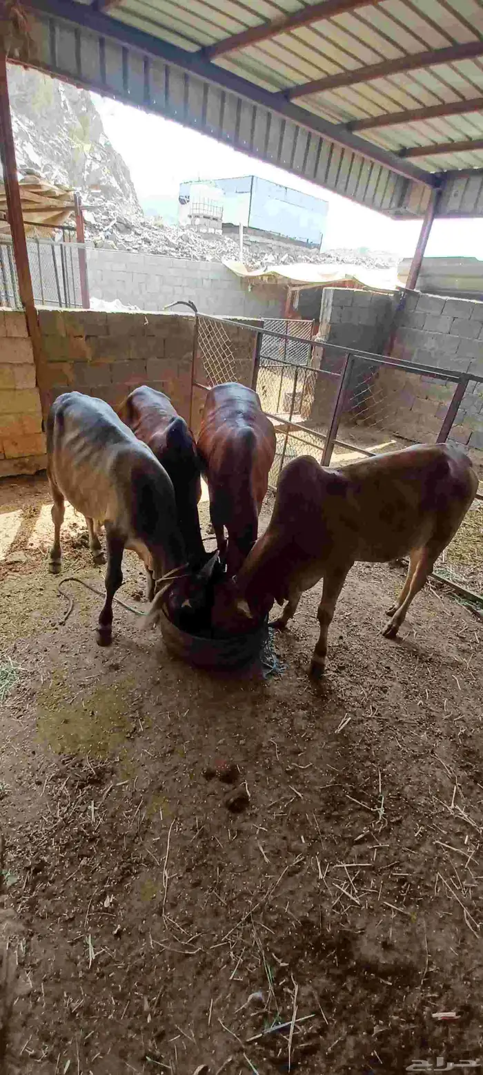 حسلان للبيع 8