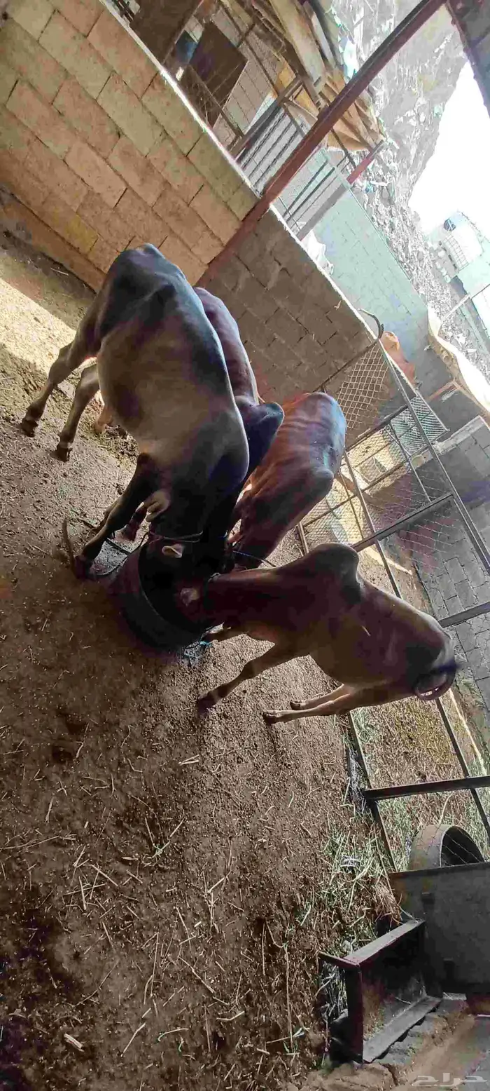 حسلان للبيع 4