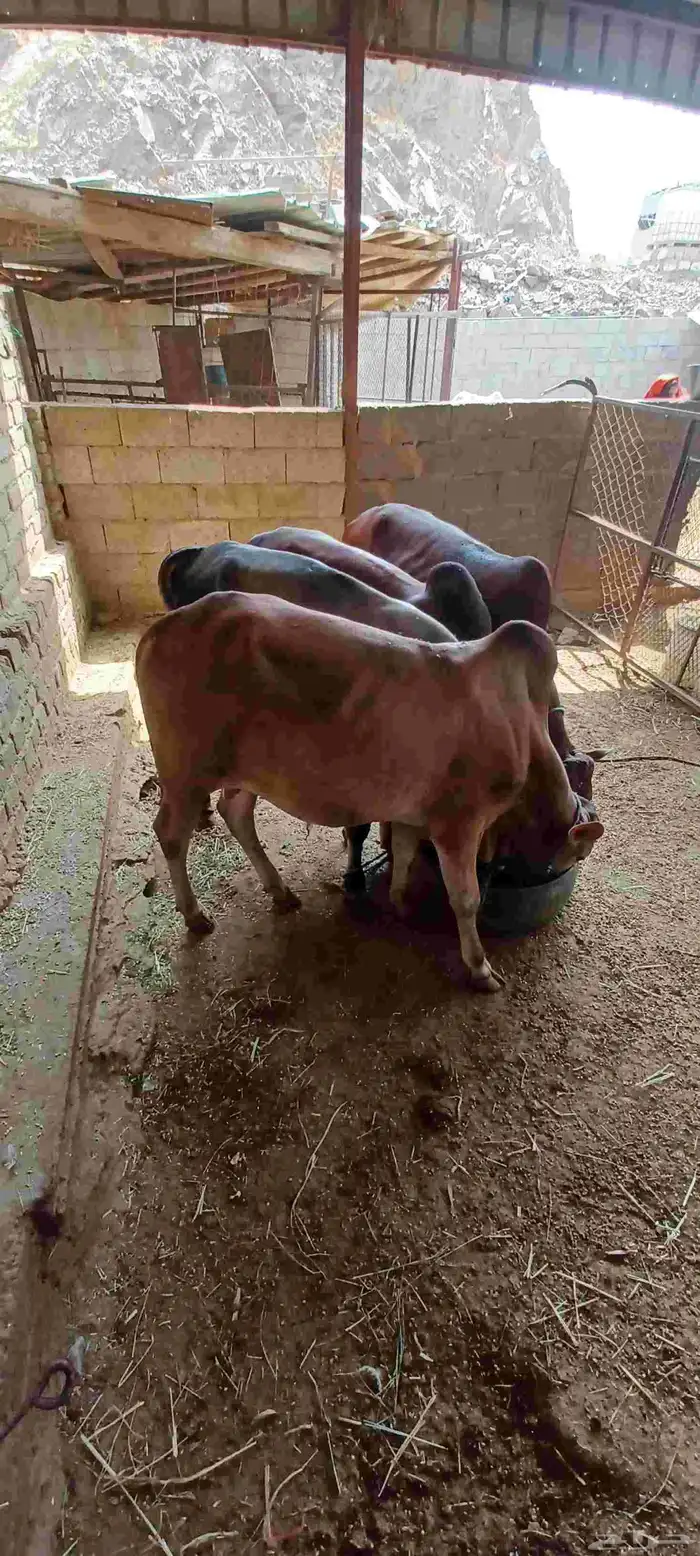 حسلان للبيع 2