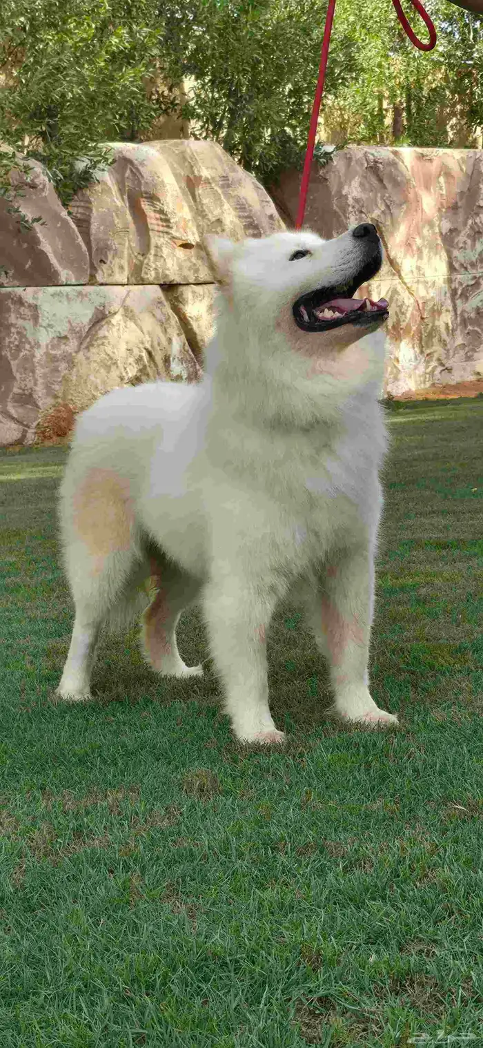 كلب ساموايد (Samoyed) ذكر مستوا توب التوب 1
