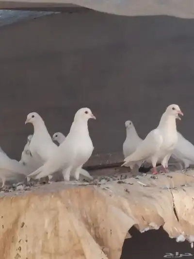 حمام مشكل index