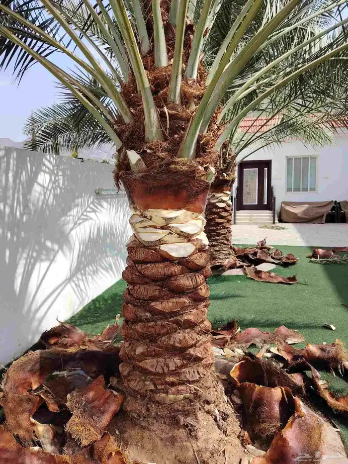 لجميع اعمال النخيل النخيل 9