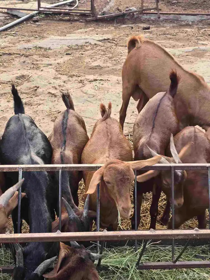 تيوس ذبايح مناسبات او ثلاجه 0