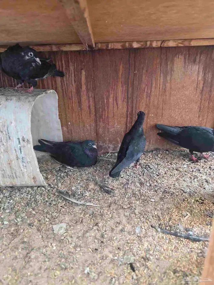 3 اجواز صنعاني بعيالها 5