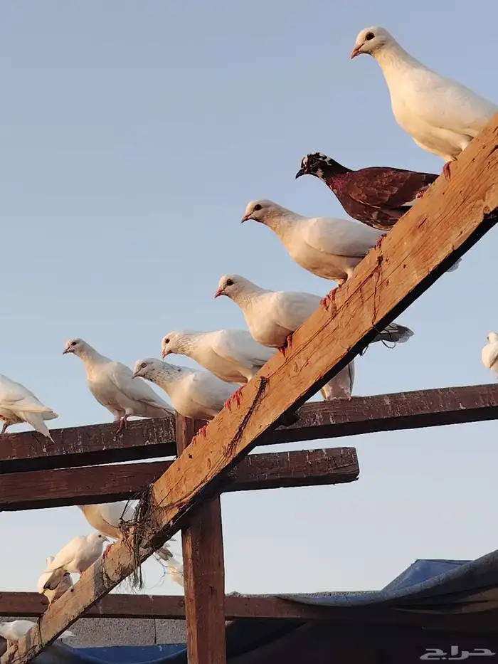 حمام مشكل 9