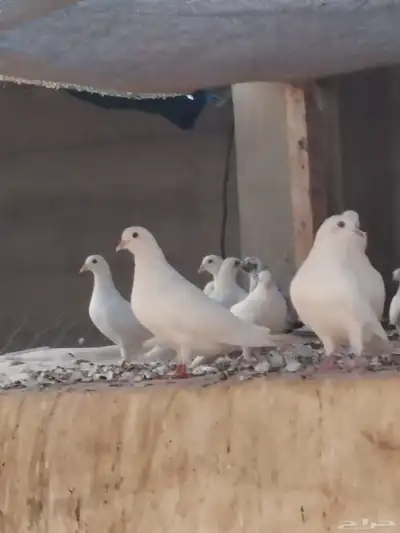 حمام مشكل index