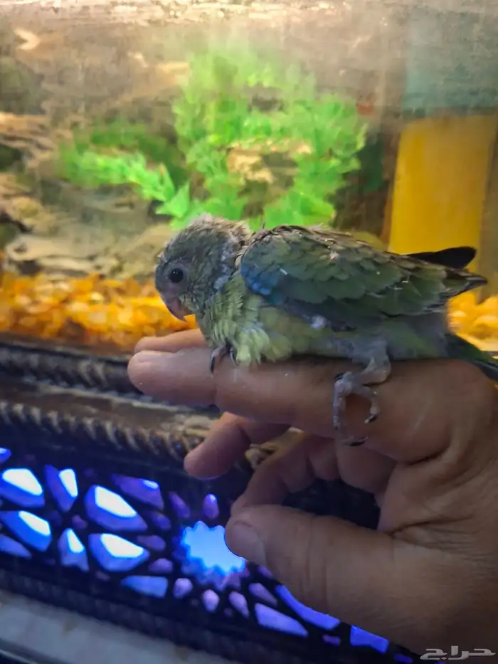 فرخ براكيت 3