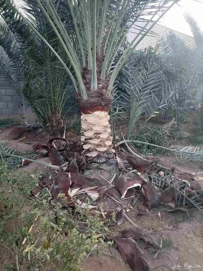 لجميع اعمال النخيل النخيل 0