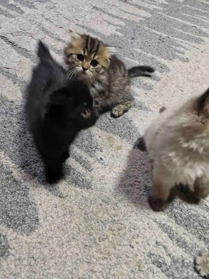 قطط صغيره _ Kittens 8