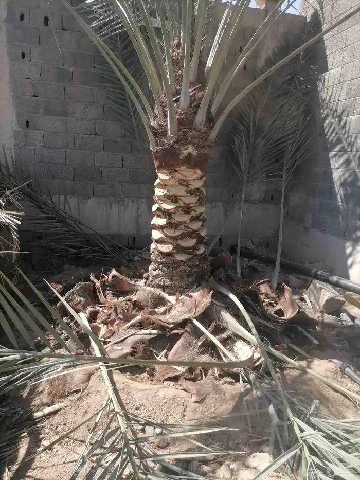 لجميع اعمال النخيل النخيل 1