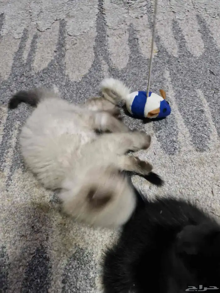 قطط صغيره _ Kittens 3