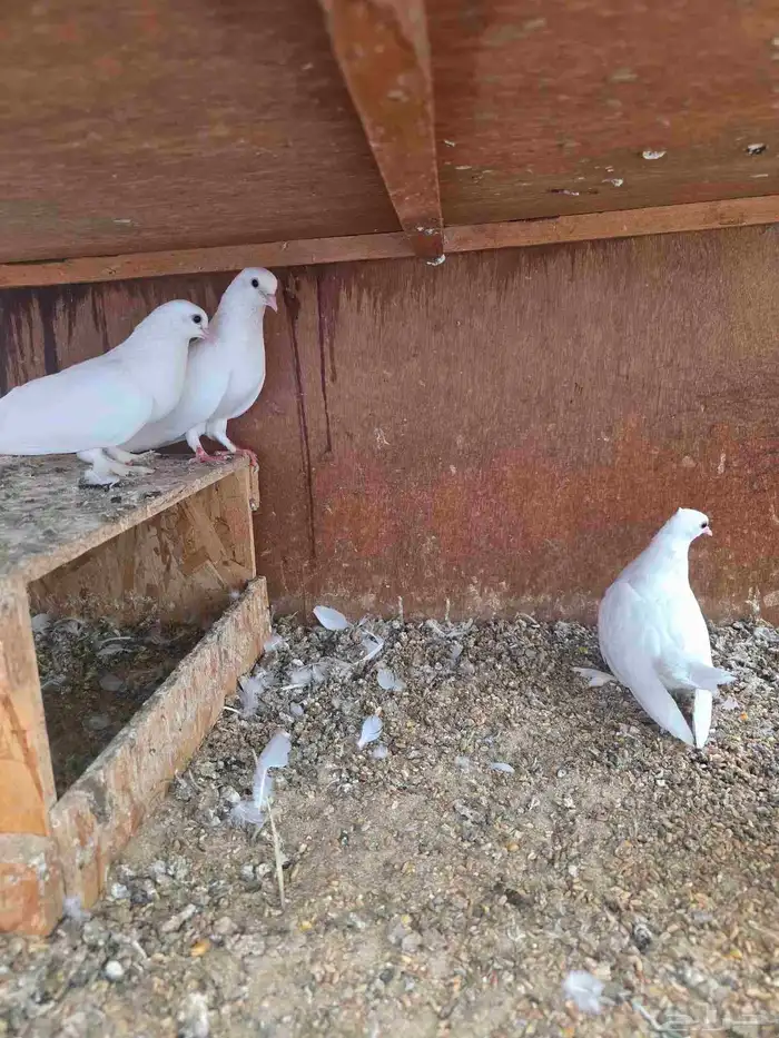 3 اجواز صنعاني بعيالها 0