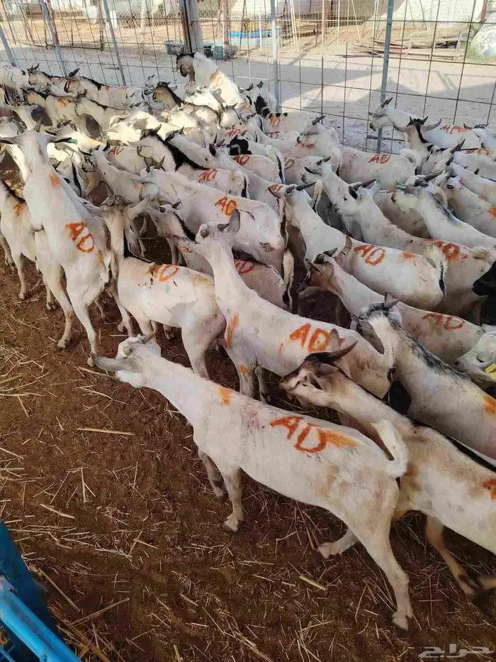 ابدأ مشروعك بثقة تيوس جذعان للتربية بأعلى جودة 2