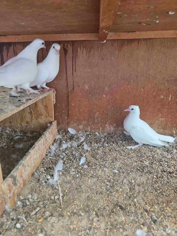 3 اجواز صنعاني بعيالها 2
