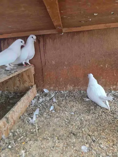 3 اجواز صنعاني بعيالها index