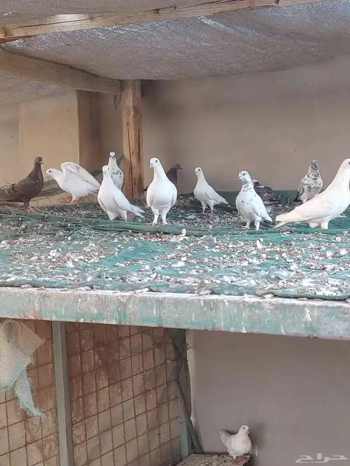 حمام مشكل 1