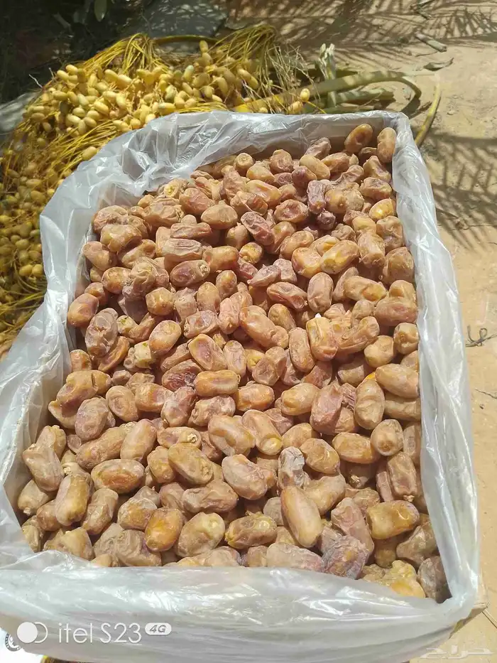 السلام عليكم ورحمه الله وبركاته يوجد تمر خلاص اللبيع 7