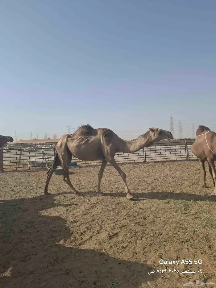 عرض وبيع مراح سواحل للبيع العدد 9 خلفات 2