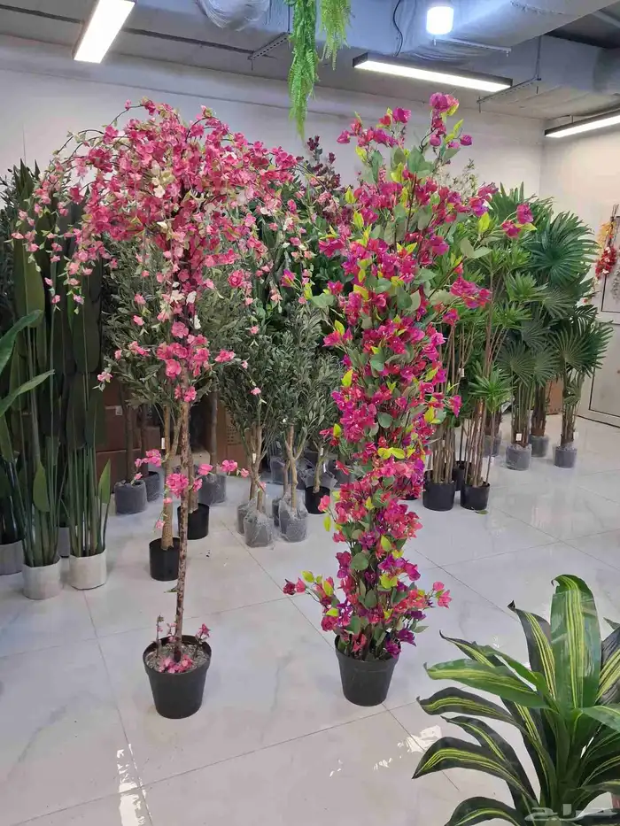 شجرة الجهنميه 0