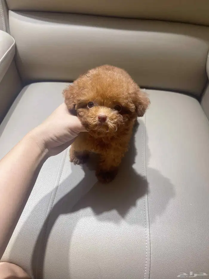 انثى بودل تي كب فخاامة teacup poodle 1