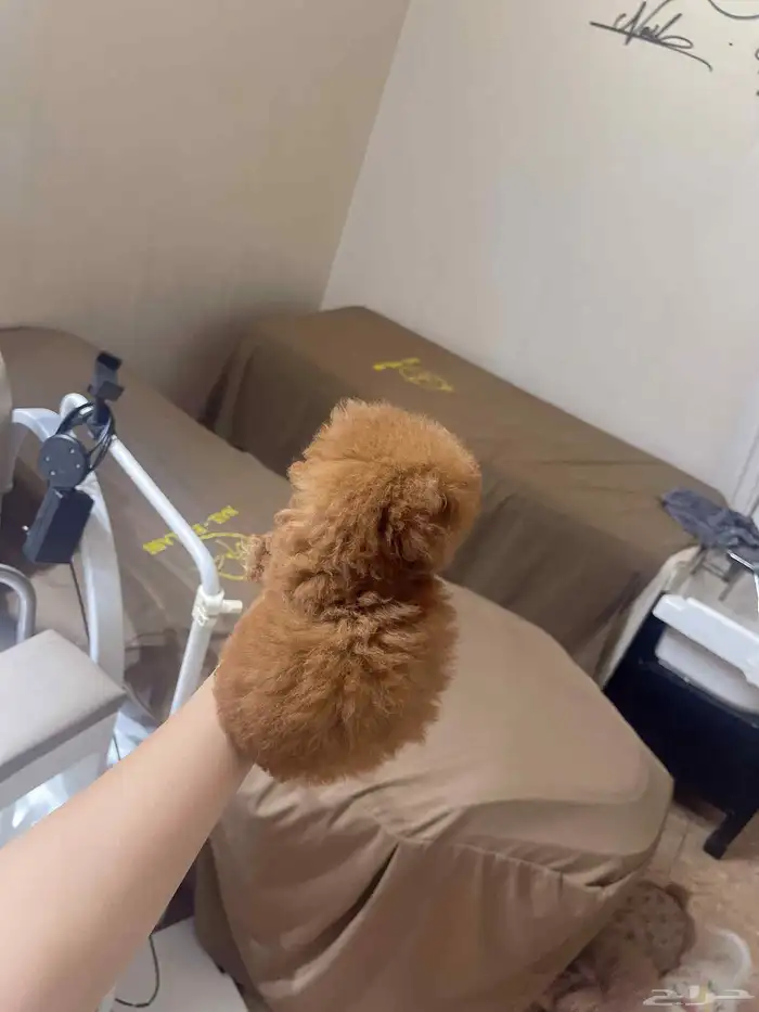 انثى بودل تي كب فخاامة teacup poodle 4