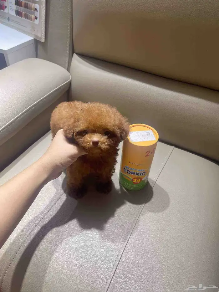 انثى بودل تي كب فخاامة teacup poodle 0