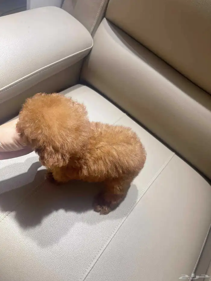 انثى بودل تي كب فخاامة teacup poodle 2