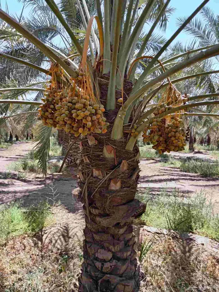 النخل للبيع وشاري يسوم جمله وتفرد حتا واحده 2