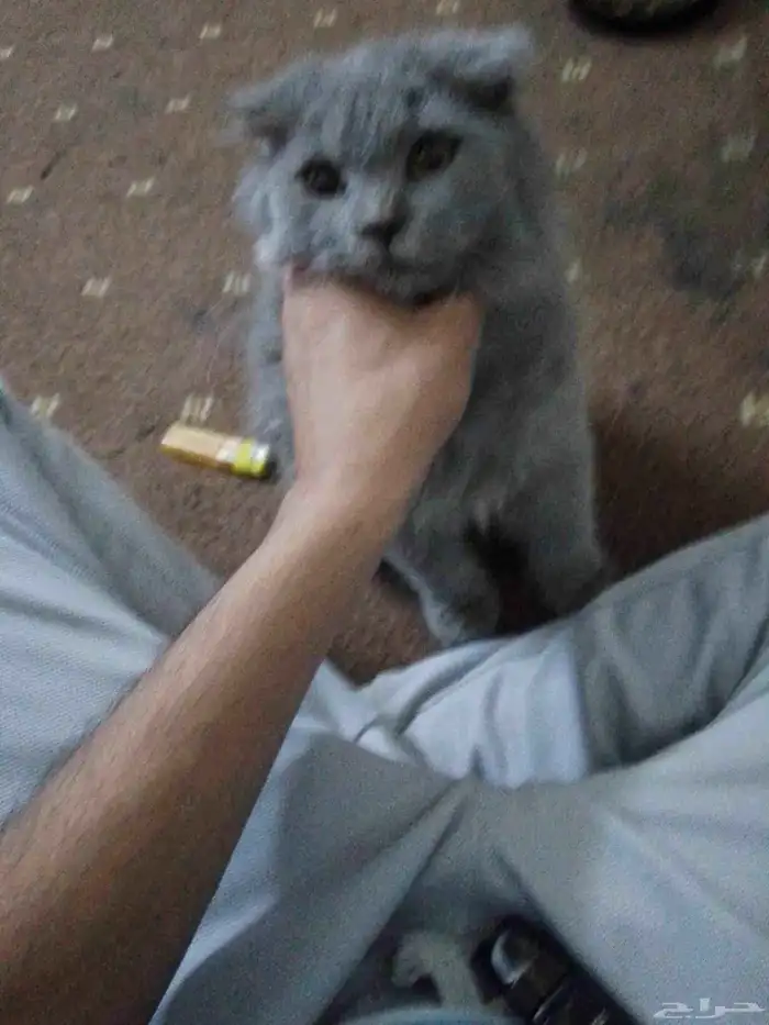 عمرها اربع شهور لعوب انثى 0