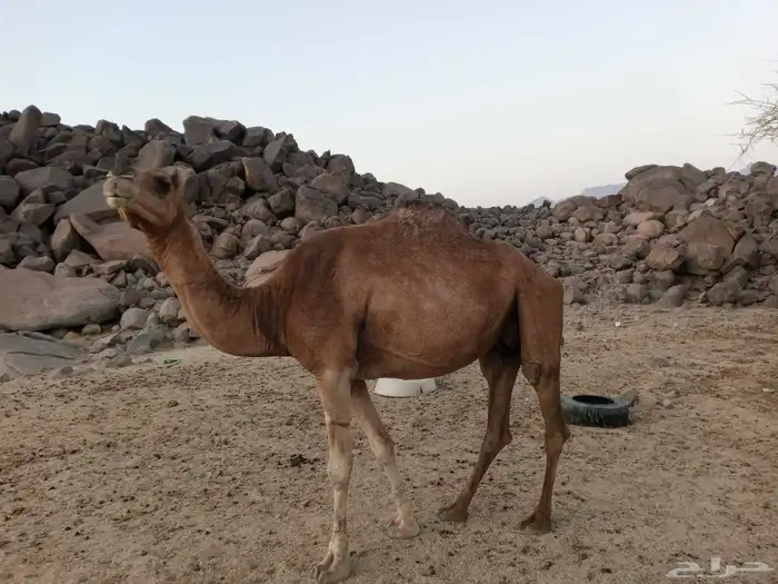 ناقه حمراء دم معاها قعود مشروطه الشرط من جميع الذوارب 2