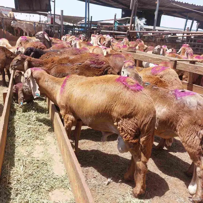 ذبايح طبخ مناسبات و حري وسواكني تربية 5