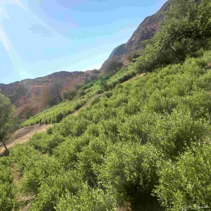 حناء المدينه انتاج مزارع ضواحي ينبع النخل 9