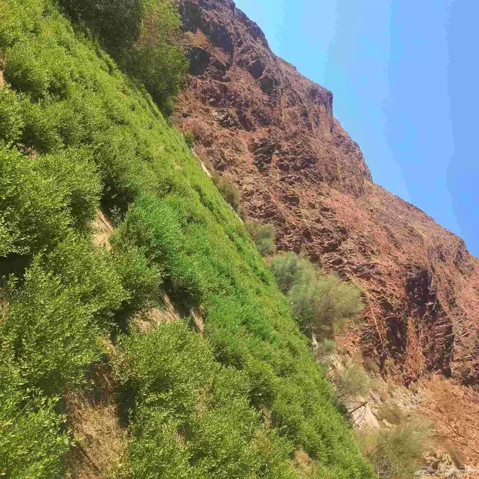 حناء المدينه انتاج مزارع ضواحي ينبع النخل 8