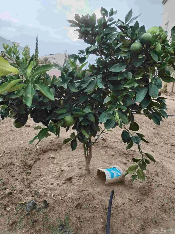 يوجد لدينا جميع انواع الاشجار وبارخص الاسعار من مثمر وزينه 3