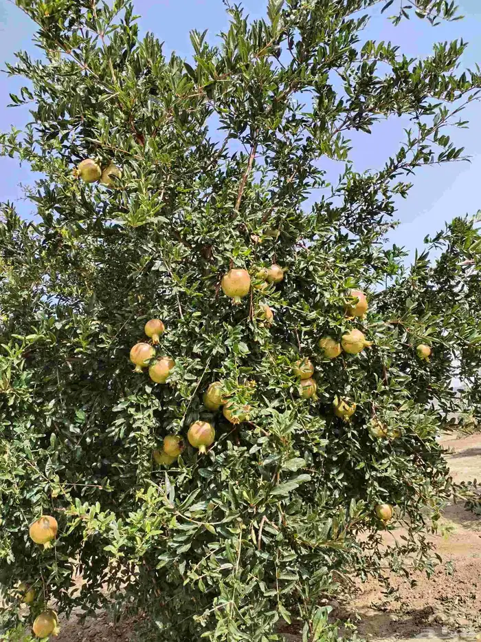 يوجد لدينا جميع انواع الاشجار وبارخص الاسعار من مثمر وزينه 8