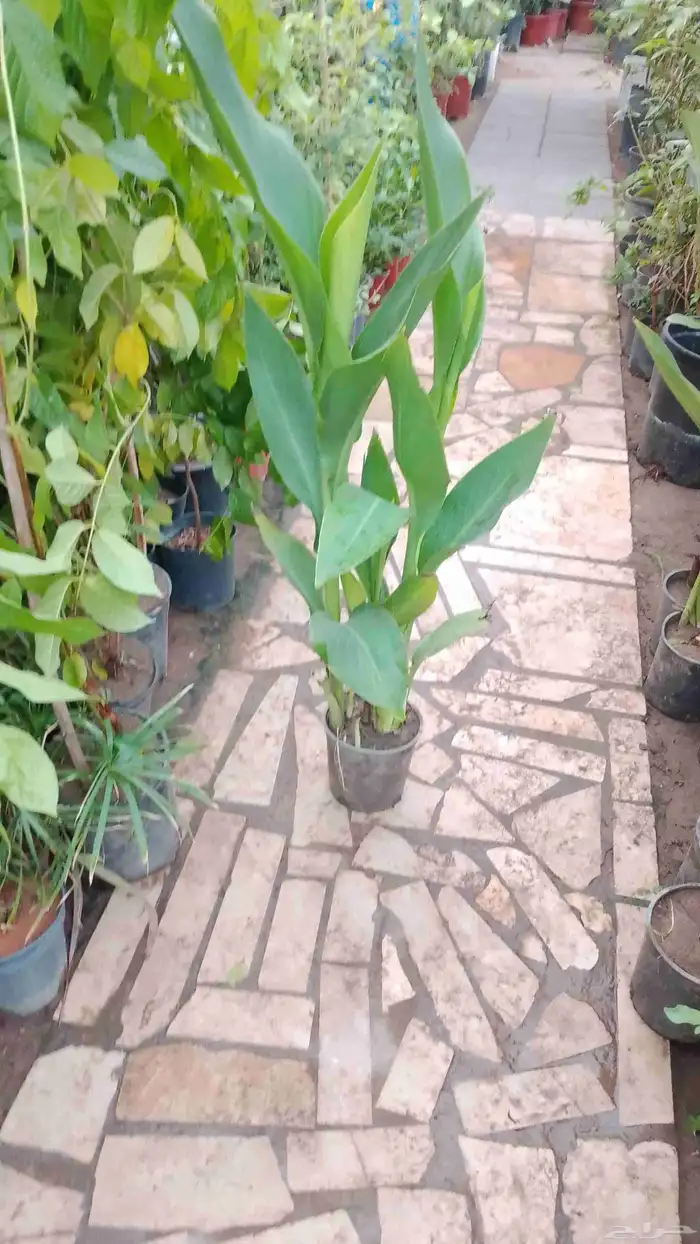 زراعه الشتلات وقص الاشجار وبيع الزهور 2