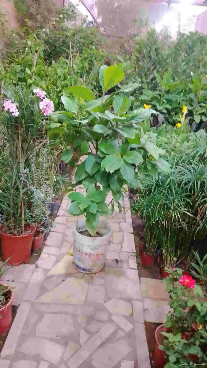 زراعه الشتلات وقص الاشجار وبيع الزهور 4