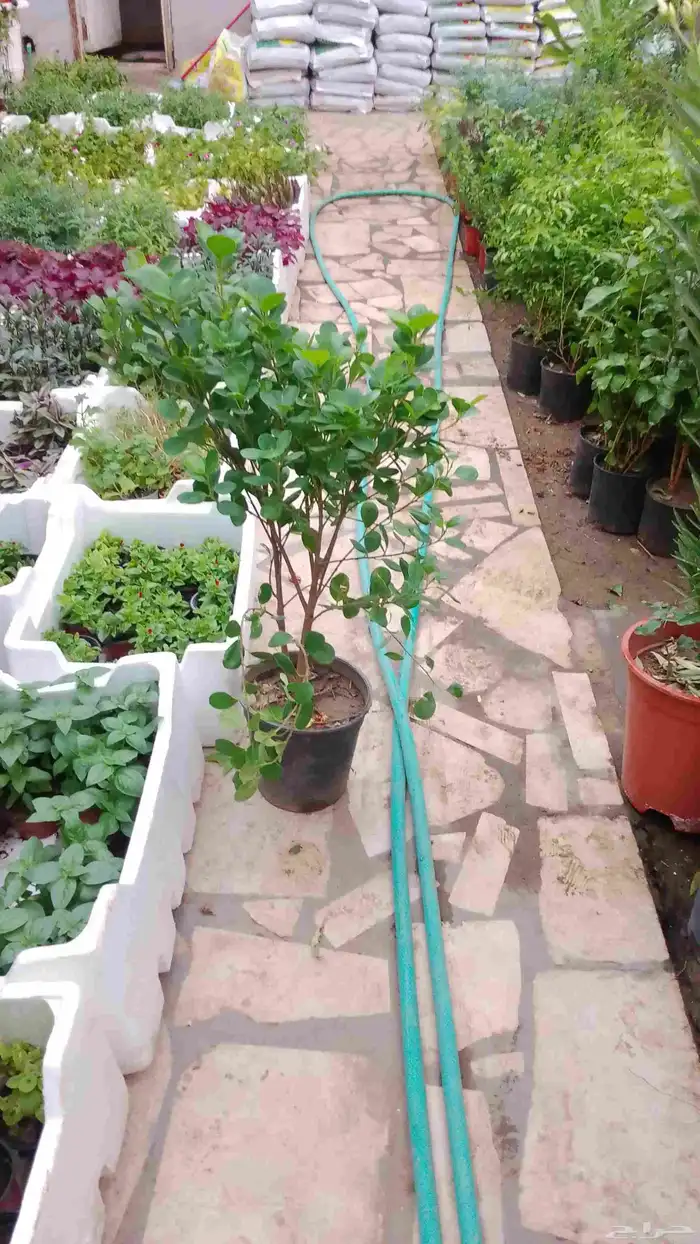 زراعه الشتلات وقص الاشجار وبيع الزهور 1
