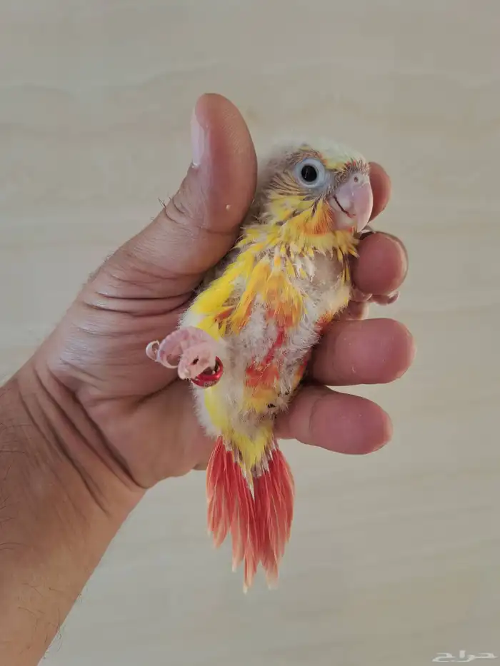 فروخ كنيور تم البيع 1