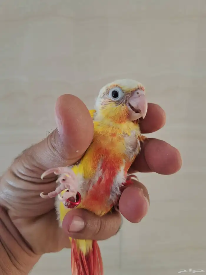 فروخ كنيور تم البيع 0