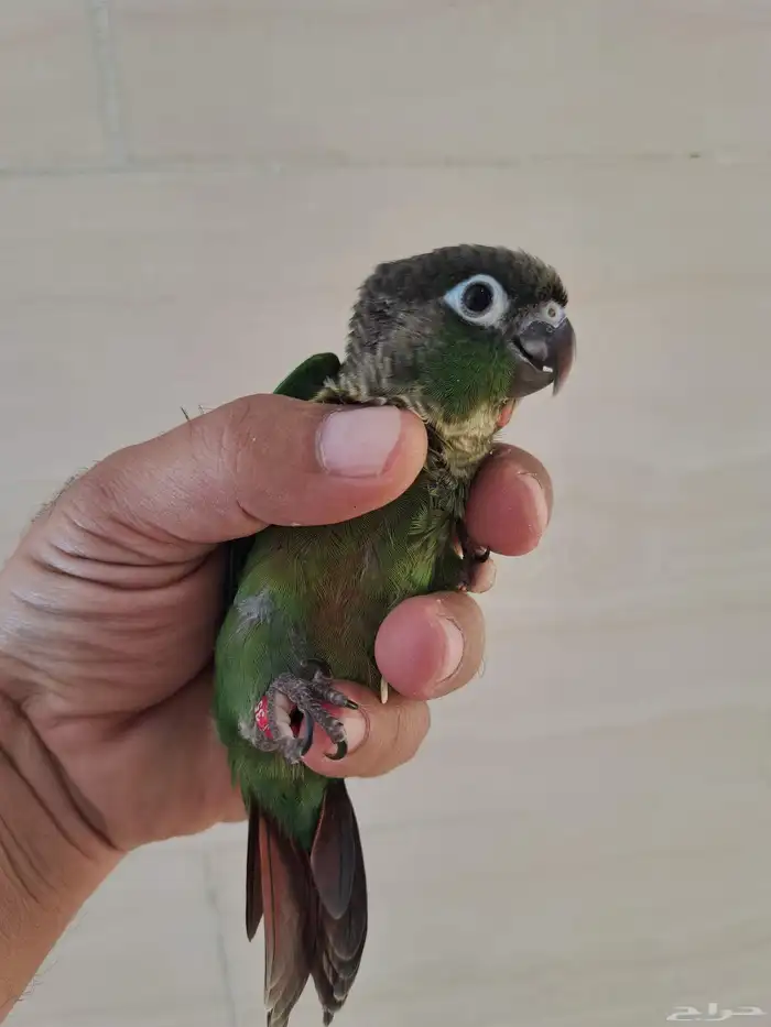 فروخ كنيور تم البيع 2