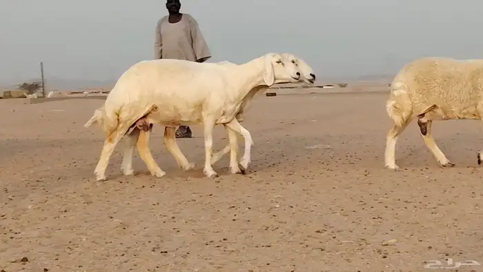 غنم حريات العدد 11 رأس 0