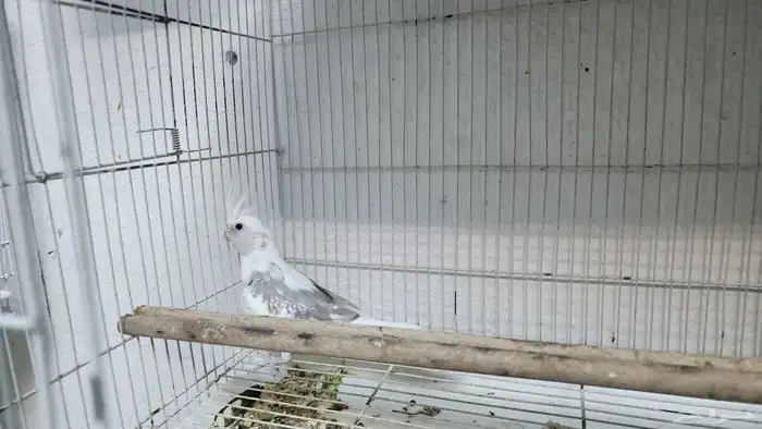 ذكرين كروان منتجه 2