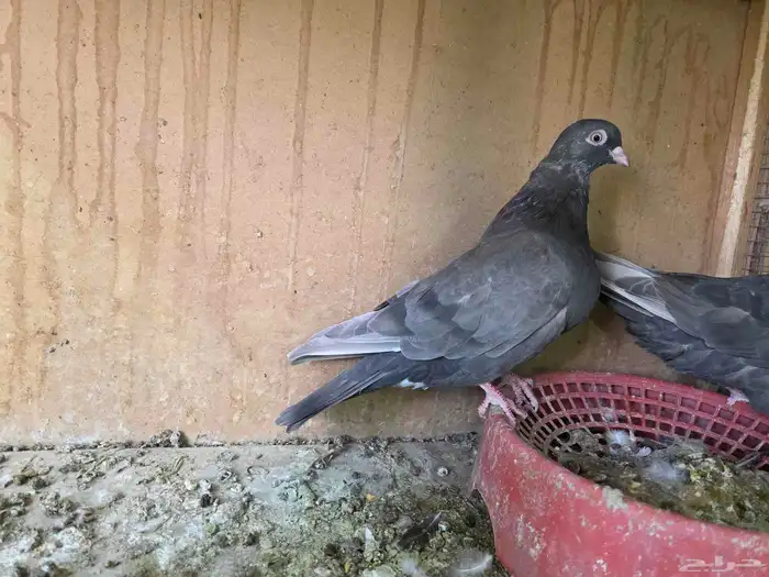 جوز قطايف الخرج 1