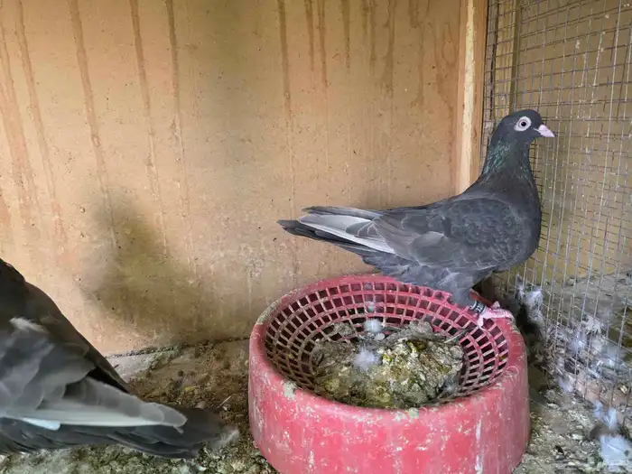 جوز قطايف الخرج 0